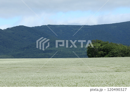 蕎麦畑　そば畑　花　満開 120490327