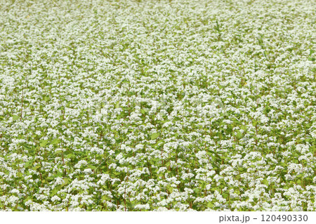 蕎麦畑　そば畑　花　満開 120490330