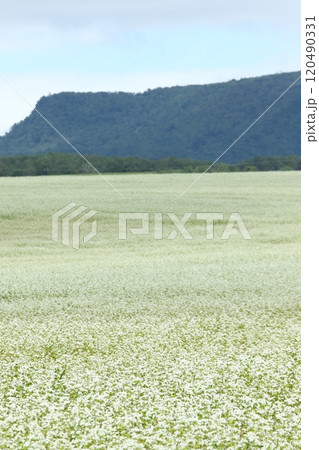 蕎麦畑 そば畑 花 満開 蕎麦畑 そば畑 花 満開 120490331