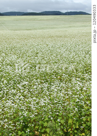 蕎麦畑　そば畑　花　満開 120490333