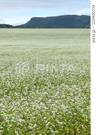 蕎麦畑　そば畑　花　満開 120490334