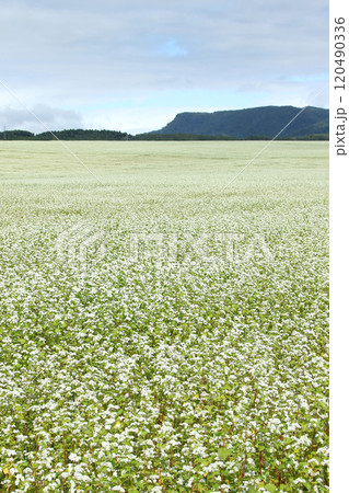 蕎麦畑 そば畑 花 満開 蕎麦畑 そば畑 花 満開 120490336