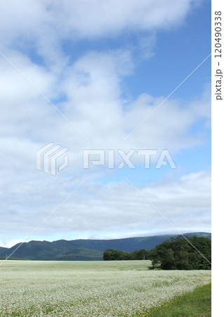 蕎麦畑 そば畑 花 満開 蕎麦畑 そば畑 花 満開 120490338