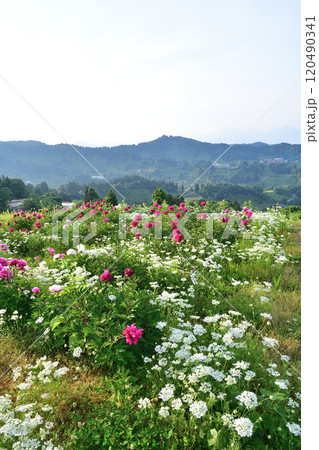 山古志　薬師の陵（新潟県） 120490341