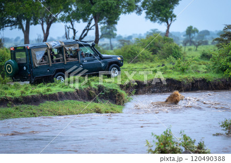 Male lion swims across river near jeep 120490388