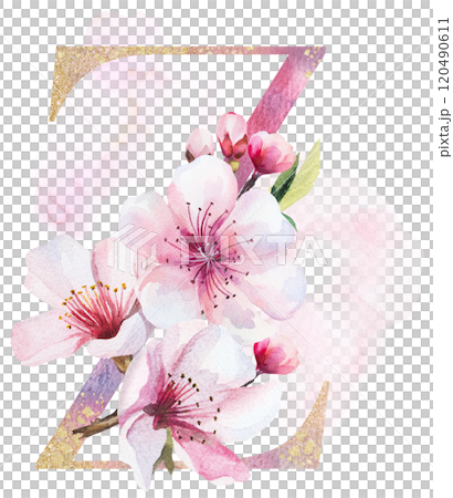 Watercolor and golden letter Z with pink cherry flowers and buds, wedding sakura isolated element 120490611