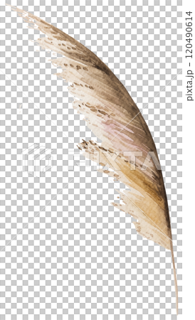 Watercolor dried pampas grass, biege tropical wedding element, Bohemian illustration 120490614