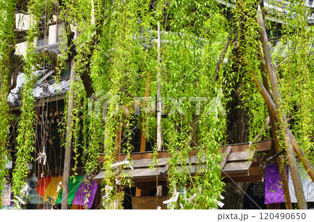 京都 紫雲山頂法寺 六角堂　六角柳（京都市中京区） 120490650