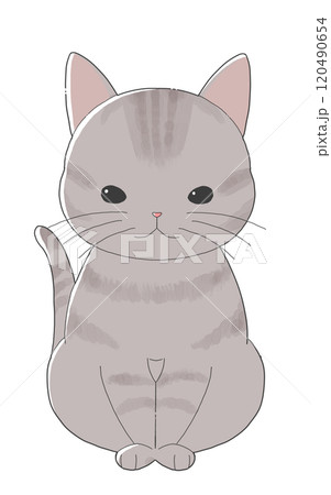 座っているかわいいキジトラ柄の猫 座っているかわいいキジトラ柄の猫 120490654