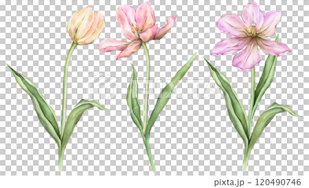 Set of Pastel pink light violet yellow Tulips and open bud watercolor illustration isolated on white background. Hand drawn delicate spring perennial bulbous flower for spring wedding design or card. 120490746