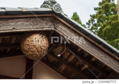 住宅にできたスズメバチの巣 120490757
