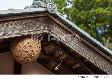 住宅にできたスズメバチの巣 120490758