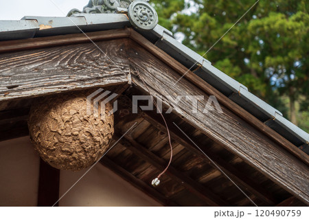 住宅にできたスズメバチの巣 住宅にできたスズメバチの巣 120490759