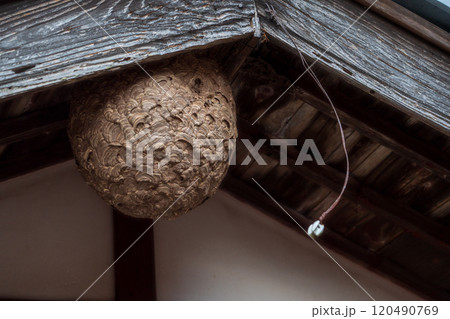 住宅にできたスズメバチの巣 120490769