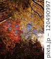 三色秋色 120490997