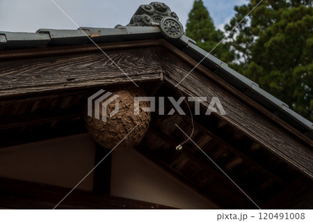 住宅にできたスズメバチの巣 120491008