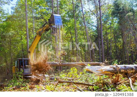 As preparation for construction of new structure, trees are uprooted using an excavator by contractor As preparation for construction of new structure, trees are uprooted using an excavator by contractor 120491388