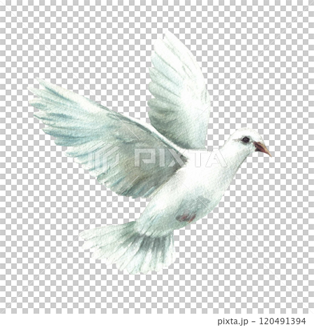 Pigeon. White flying bird, symbol of peace, religious sign Watercolor hand painted illustration in realistic style for greeting card, invitation for first communion, Baptism. Isolated from background Pigeon. White flying bird, symbol of peace, religious sign Watercolor hand painted illustration in realistic style for greeting card, invitation for first communion, Baptism. Isolated from background 120491394