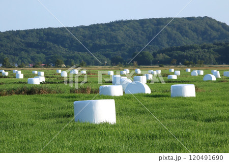 北海道名物牧草ロール　牧草ロール　ロールベールラップサイロ 120491690