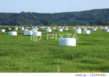 北海道名物牧草ロール　牧草ロール　ロールベールラップサイロ 120491692
