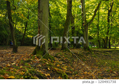Camera looks up and moves slowly under autum trees. Tree branches and leaves against blue sky. Warm summer day Camera looks up and moves slowly under autum trees. Tree branches and leaves against blue sky. Warm summer day 120491738
