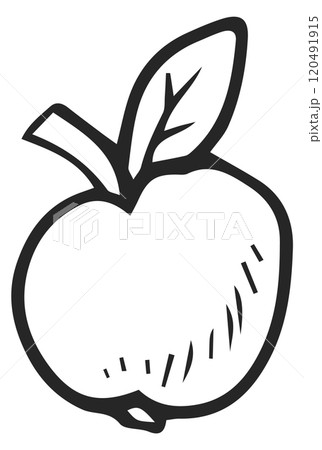Apple doodle. Garden fruit drawing. Food icon 120491915