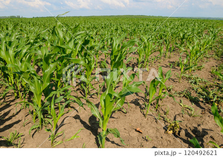 Green field of corn and blue sky. Green field of corn and blue sky. 120492621
