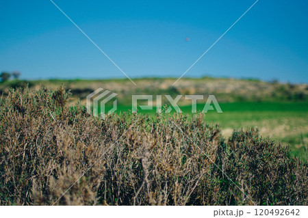 a photo of dry bushes on Cyprus a photo of dry bushes on Cyprus 120492642