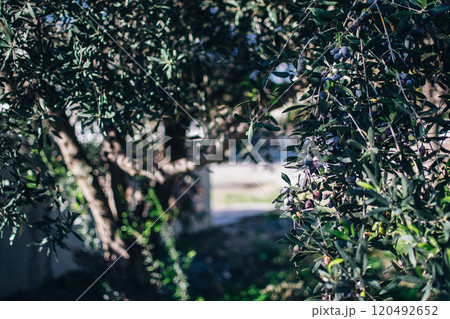 the black olives on an olive tree 120492652