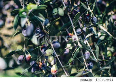 the black olives on an olive tree the black olives on an olive tree 120492653