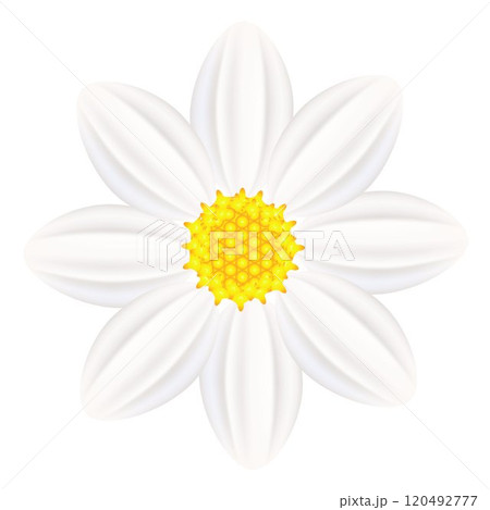 Abstract flower of white dahlia. 120492777