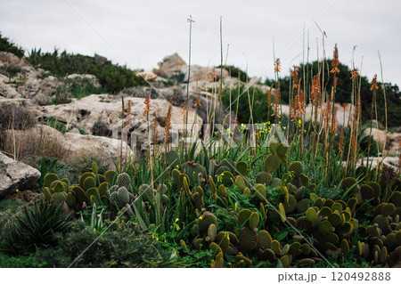 a cactus on the sea coast in Ayia Napa, Cyprus a cactus on the sea coast in Ayia Napa, Cyprus 120492888