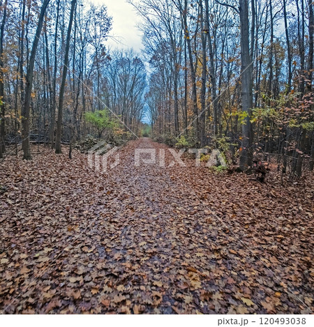 Autumn forest path covered in colorful fallen leaves, lined with bare trees, creating a serene seasonal setting Autumn forest path covered in colorful fallen leaves, lined with bare trees, creating a serene seasonal setting 120493038