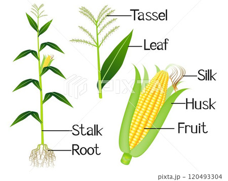 The illustration shows part of the corn plants. 120493304