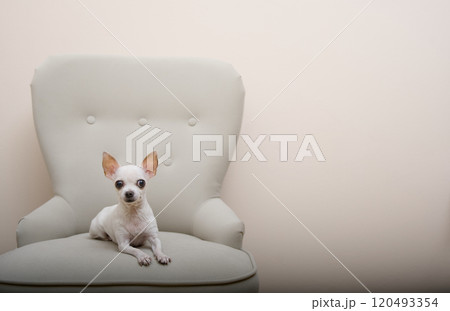 A small white Chihuahua dog lying in a large armchair, gracefully stretching out its legs and looking at the camera. A small white Chihuahua dog lying in a large armchair, gracefully stretching out its legs and looking at the camera. 120493354