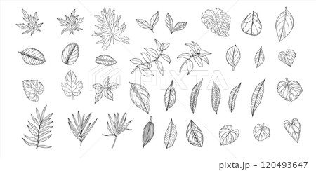 Set of tropical leaves vector isolated illustration painted by black inks. Dieffenbachia, Ficus, calathea, monstera, ctenanta foliage realistic graphic sketch. Floral elements for design. 120493647