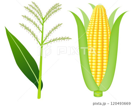 Corn tassels and ears of ripe corn isolated on white background 120493669