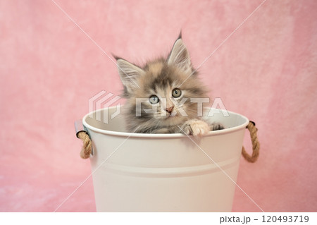 ピンクバックと鉢カバーに入ったメインクーンの仔猫 120493719
