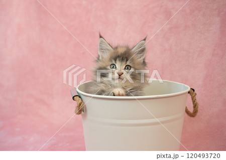 ピンクバックと鉢カバーに入ったメインクーンの仔猫 120493720