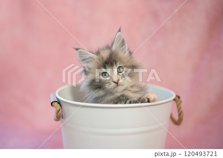 ピンクバックと鉢カバーに入ったメインクーンの仔猫 ピンクバックと鉢カバーに入ったメインクーンの仔猫 120493721