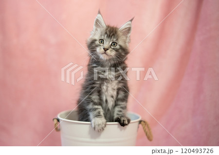 ピンクバックと鉢カバーに入ったメインクーンの仔猫 120493726