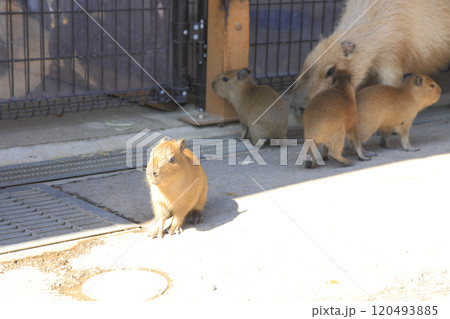 カピバラの赤ちゃん カピバラの赤ちゃん 120493885