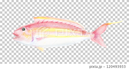 左向きのイトヨリ 左向きのイトヨリ 120493933