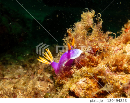 A close-up picture of a Hypselodoris apolegma nudibranch crawling on soft corals in the Philippines 120494228