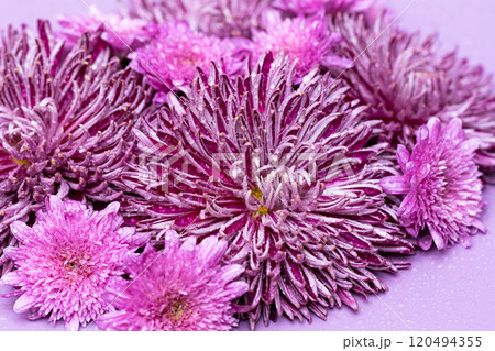lilac chrysanthemum 120494355