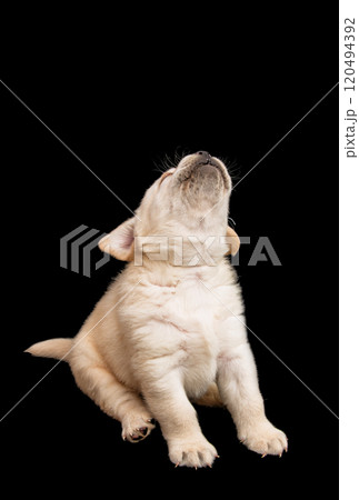 labrador puppy 120494392