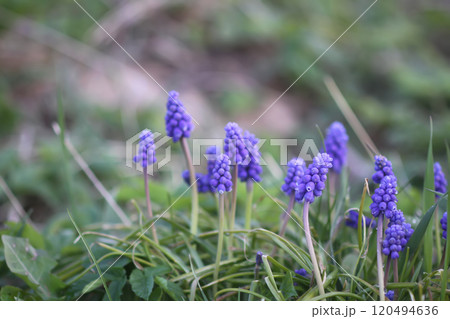 Bell-shaped blue flowers of Muscari armeniacum plant, or grape-hyacinth. 120494636