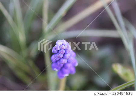 Bell-shaped blue flowers of Muscari armeniacum plant, or grape-hyacinth. Bell-shaped blue flowers of Muscari armeniacum plant, or grape-hyacinth. 120494639