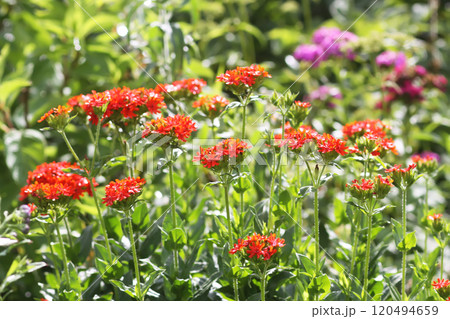 Red Lychnis chalcedonica plants in a flowering season in the garden. Red Lychnis chalcedonica plants in a flowering season in the garden. 120494659