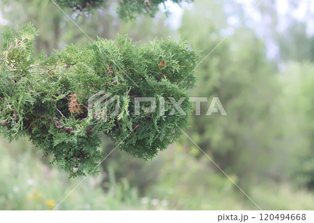 Green thuja tree branch growing in the garden. Green thuja tree branch growing in the garden. 120494668